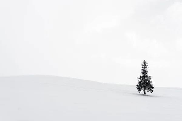 Beau paysage nature en plein air avec seul arbre christmass dans — Photo