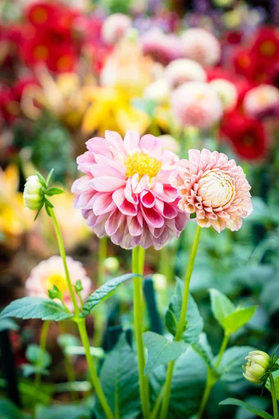 Цветок в саду — стоковое фото