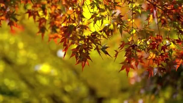 Vyhlídkové Záběry Javorového Listí Podzimní Sezóně Japonsku — Stock video