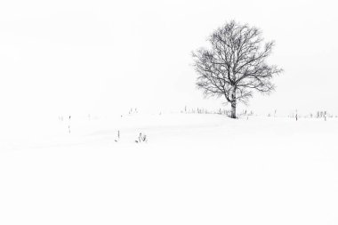 Yalnız ağaç içinde kar kış sezonu ile güzel manzara