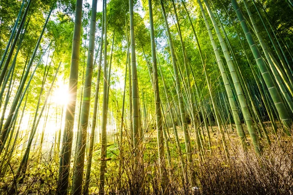 Hermoso paisaje de bosque de bambú en el bosque de Arashiyama — Foto de Stock