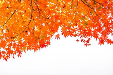 Ağacın güzel kırmızı ve yeşil akçaağaç yaprağı