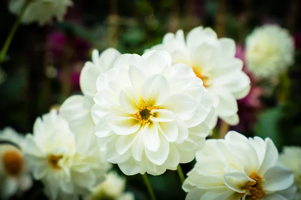 Färgglada blomma i trädgården — Stockfoto