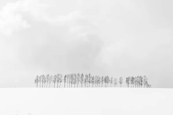 Открытый природный ландшафт с группой ветвей деревьев в — стоковое фото