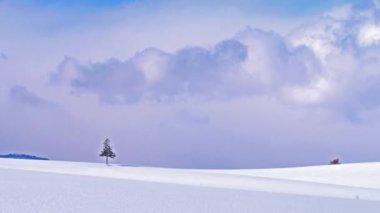 karlı tepede yalnız iğne yapraklı ağaç, Hokkaido, Japonya