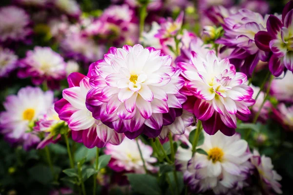 Fiore colorato in giardino — Foto Stock