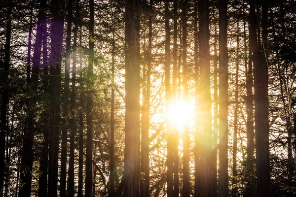 Bela paisagem de árvore e floresta com luz solar — Fotografia de Stock