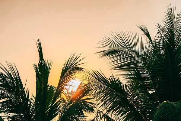 Bela natureza ao ar livre com folha de coco com nascer do sol ou sol — Fotografia de Stock