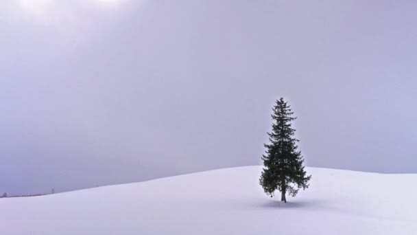 晴れた日には雪に覆われた丘の上の孤独なモミの木のクローズアップ映像 — ストック動画