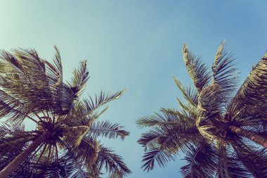 Düşük açılı mavi gökyüzü arka plan ile güzel Hindistan cevizi hurma ağacı