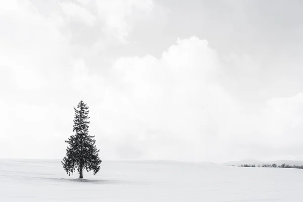 Bellissimo paesaggio naturale all'aperto con solo albero di Natale in — Foto Stock