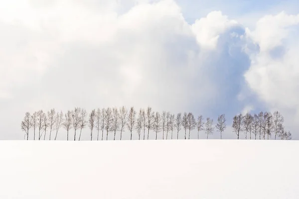 Prachtige buiten natuur landschap met de vertakking van de beslissingsstructuur in groep — Stockfoto