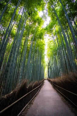 Bambu Grove Arashiyama, ormandaki güzel manzara 