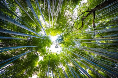 Arashiyama güzel bambu grove ağacında