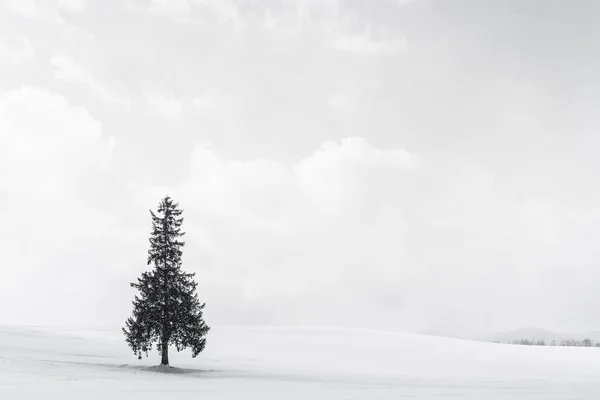 Όμορφο υπαίθριο τοπίο με μόνη χριστουγεννιάτικα δέντρα σε — Φωτογραφία Αρχείου