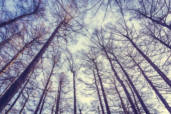 Wunderschöne Landschaft mit niedrigem Engelsbaum und Zweig mit Himmelsrückwand — Stockfoto
