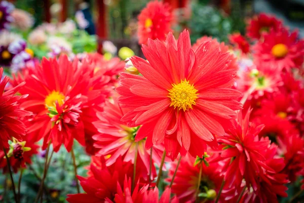 Färgglada blomma i trädgården — Stockfoto