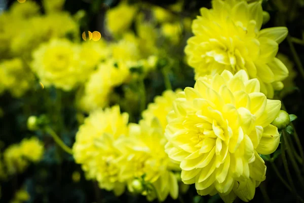 Fiore colorato in giardino — Foto Stock