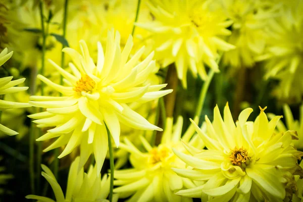 Fiore colorato in giardino — Foto Stock