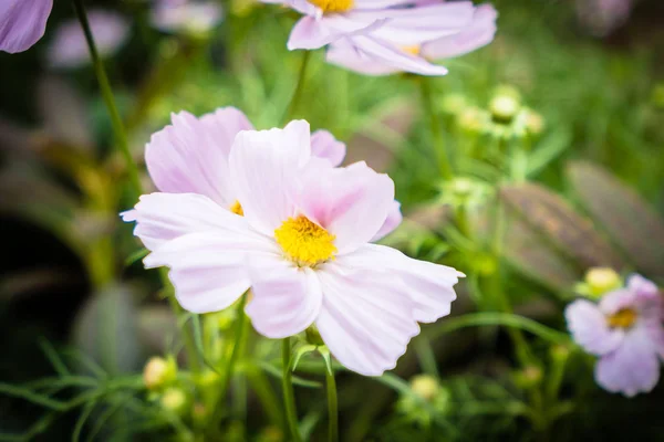 Färgglada blomma i trädgården — Stockfoto