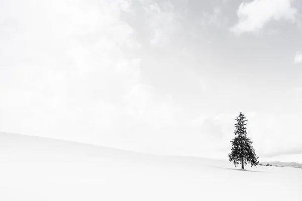 Vackra utomhus natur landskap med enbart christmass träd i — Stockfoto