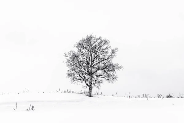 Красивый пейзаж с одиноким деревом в снежный сезон — стоковое фото