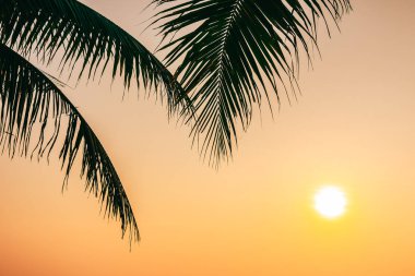 Gündoğumu veya sunse ile hindistan cevizi yaprağı ile güzel açık doğa