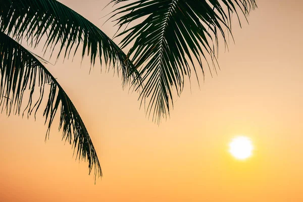 Belle nature extérieure avec feuille de noix de coco avec lever ou coucher de soleil — Photo