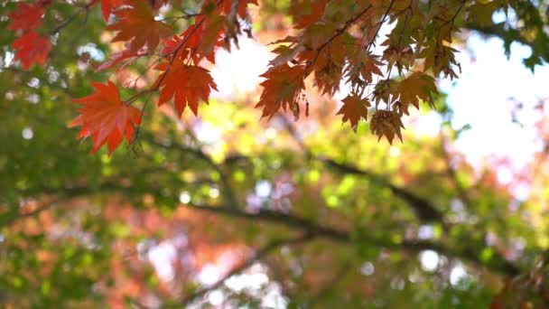 Szenische Aufnahmen Von Ahornblättern Der Herbstsaison Japan — Stockvideo
