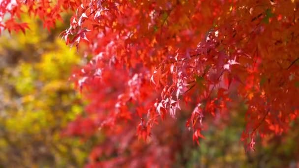 Japonya Sonbahar Sezonunda Akçaağaç Yaprakları Doğal Görüntüleri — Stok video
