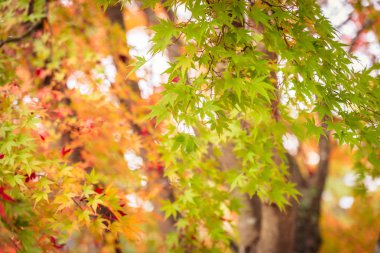 Güzel akçaağaç yaprağı ağaç Sonbahar sezonu