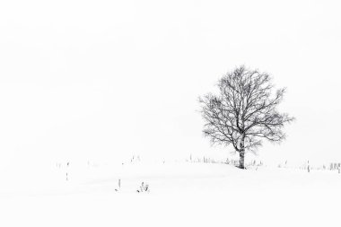 Yalnız ağaç içinde kar kış sezonu ile güzel manzara