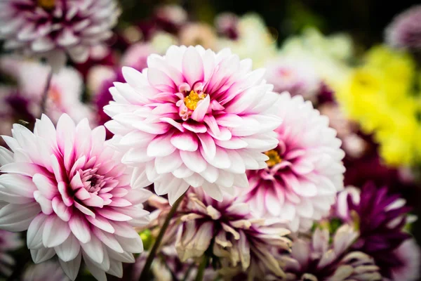 Färgglada blomma i trädgården — Stockfoto