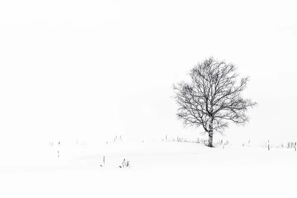 Mooi landschap met eenzame boom in sneeuw winterseizoen — Stockfoto