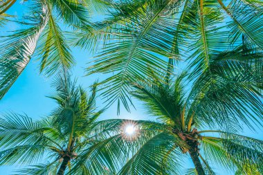 Mavi gökyüzünde güzel hindistan cevizi palmiye ağacının düşük açı çekim