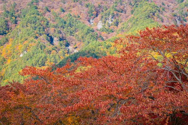 Beautiful mountain around maple and other tree in autumn season