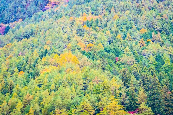 Огромное количество деревьев с цветными листьями вокруг — стоковое фото