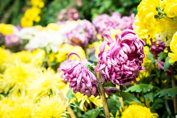 Πολύχρωμο λουλούδι στον κήπο — Φωτογραφία Αρχείου