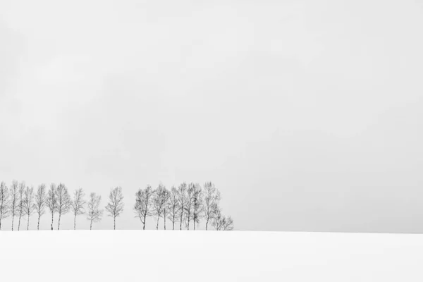 Vackra utomhus natur landskap med trädgren i grupp — Stockfoto