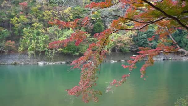 Szenische Aufnahmen Von Ahornblättern Der Herbstsaison Japan — Stockvideo