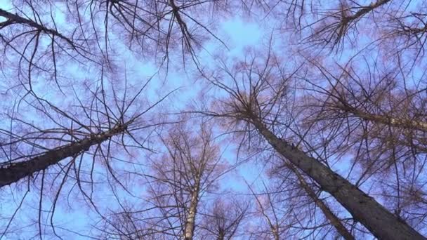 Szenische Aufnahmen Einer Wunderschönen Winterlandschaft Hokkaido Japan — Stockvideo