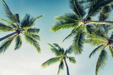 Hindistan cevizi palmiye ağacı yaprağı ile güzel açık tropikal doğa