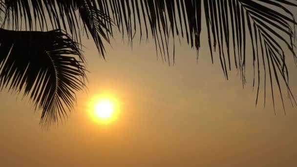 日落天空前的棕榈树底视图镜头 — 图库视频影像