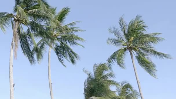 Вид Знизу Кадри Пальмами Перед Небом — стокове відео