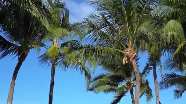 Imagens Palmeiras Frente Céu — Vídeo de Stock