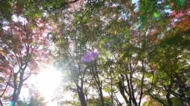 Japonya 'da Sonbahar sezonunda akçaağaç yaprakları doğal görüntüleri