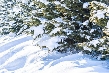 Noel Ağacı ile Güzel Doğa Manzarası