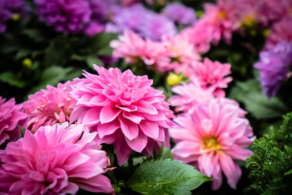 Fleurs colorées dans le jardin — Photo