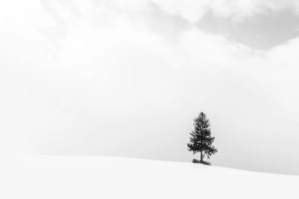 ภูมิทัศน์ที่สวยงามกับต้นไม้ที่โดดเดี่ยวในฤดูหนาวหิมะ — ภาพถ่ายสต็อก