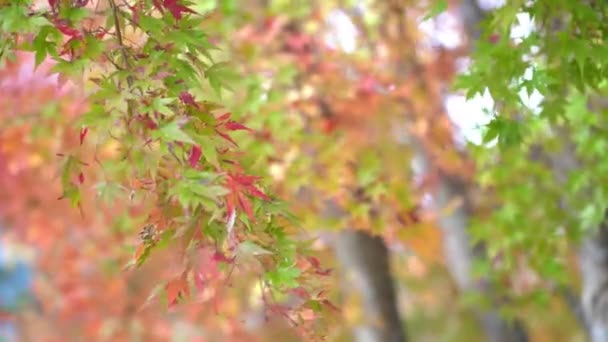 Γραφικά Πλάνα Από Φύλλα Σφενδάμου Στην Εποχή Του Φθινοπώρου Στην — Αρχείο Βίντεο
